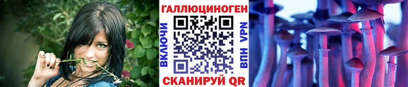 Купить закладки  Елизово  Галлюциногенные грибы GOLDEN TEACHER 